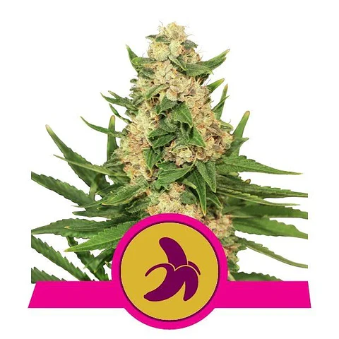 Fat Banana Fem -Royal Queen Seeds (X3/X1)