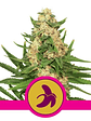 Fat Banana  Fem X3-Royal Queen Seeds - Miniatura 1