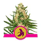 Fat Banana Fem -Royal Queen Seeds (X3/X1) - Miniatura 1