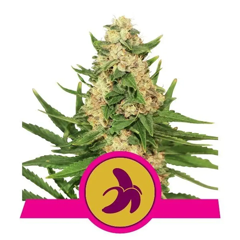 Fat Banana Fem -Royal Queen Seeds (X3/X1) 1