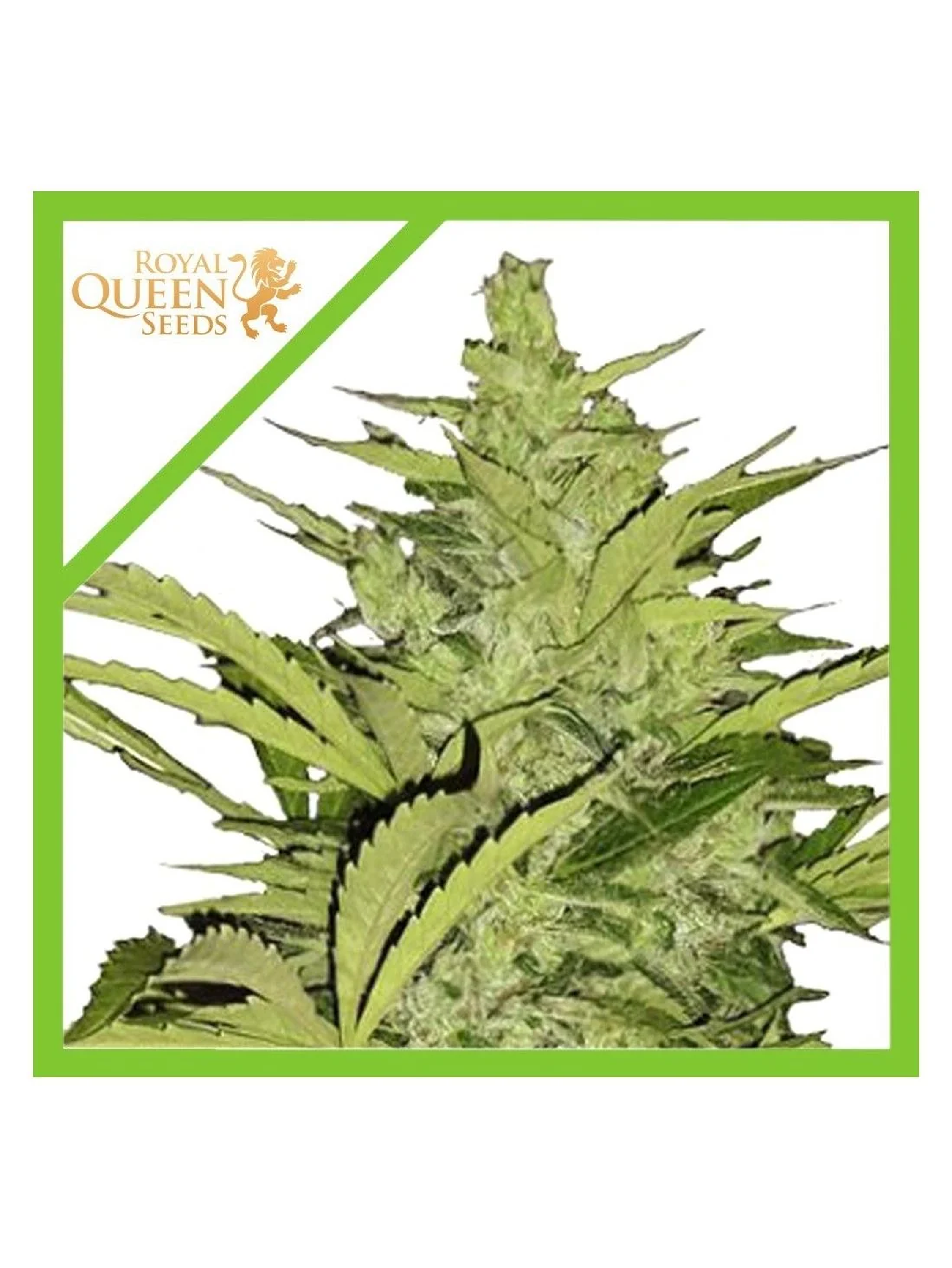 Fast Eddy Cbd Auto -Royal Queen Seeds (X3/X1) 1