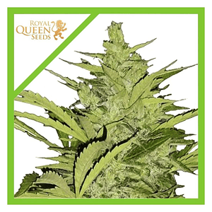 Fast Eddy Cbd Auto X3-Royal Queen Seeds