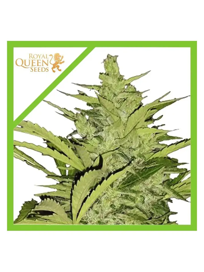 Fast Eddy Cbd Auto -Royal Queen Seeds (X3/X1) 1