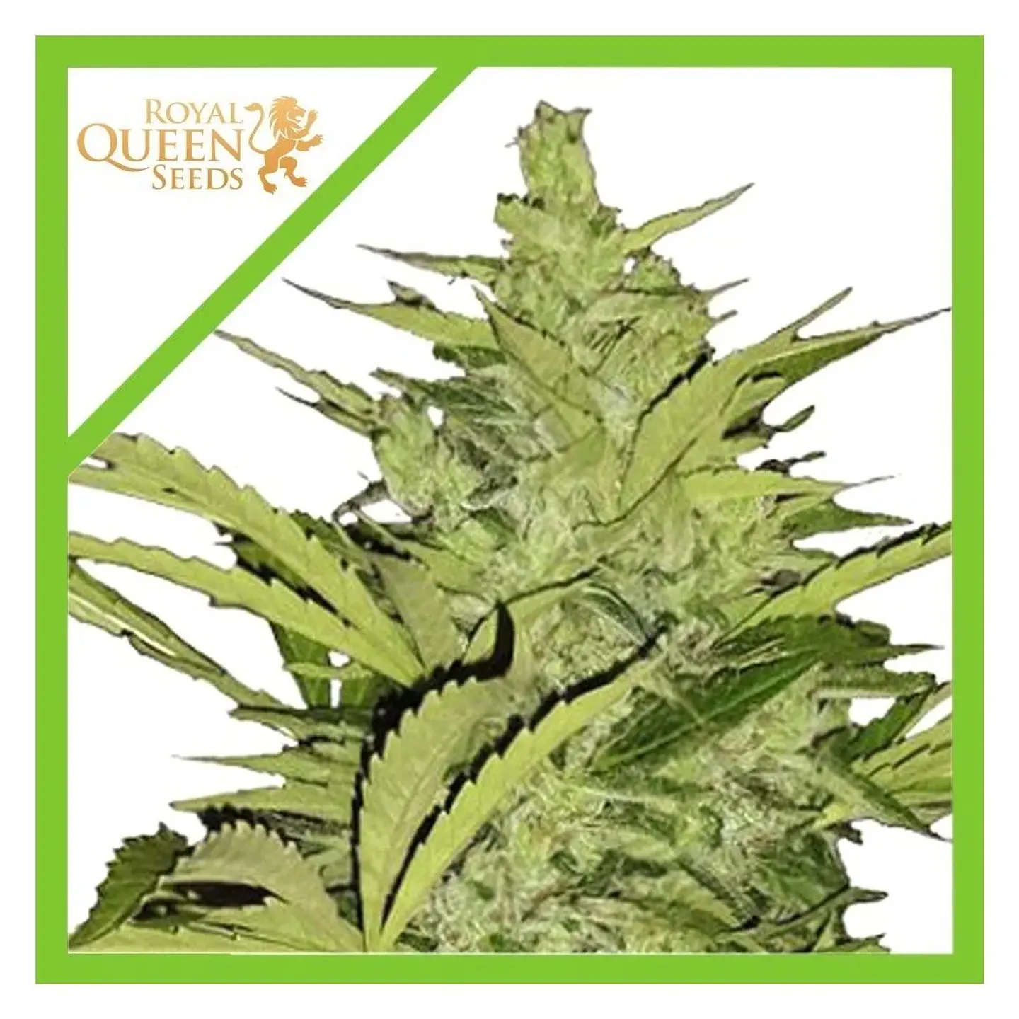 Fast Eddy Cbd Auto -Royal Queen Seeds (X3/X1) 1