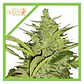 Fast Eddy Cbd Auto -Royal Queen Seeds (X3/X1) - Miniatura 1