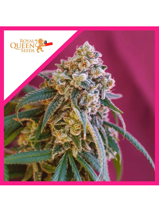 GREEN PUNCH FEM X3-ROYAL QUEEN SEEDS 1