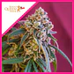 Green Punch Fem -Royal Queen Seeds (X3/X1) - Miniatura 1