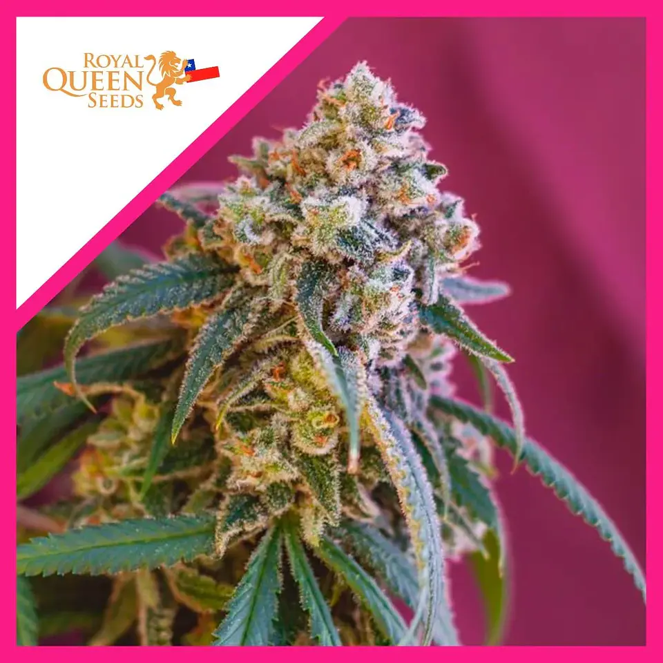 Green Punch Fem -Royal Queen Seeds (X3/X1)  1