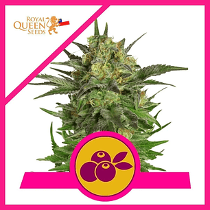 HAZE BERRY FEM X1-ROYAL QUEEN SEEDS