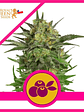 Haze Berry Fem X1-Royal Queen Seeds - Miniatura 1