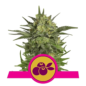 Haze Berry Fem X3-Royal Queen Seeds
