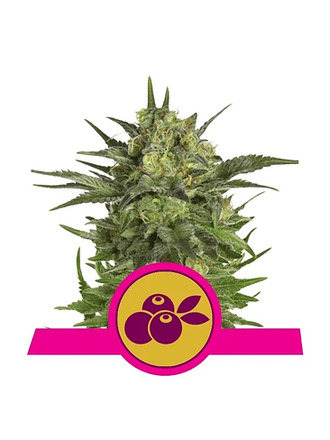 HAZE BERRY FEM X3-ROYAL QUEEN SEEDS 1