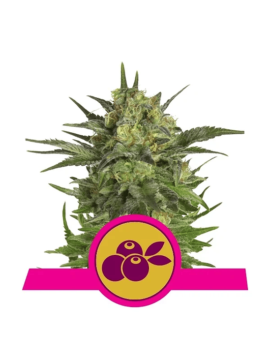 HAZE BERRY FEM X3-ROYAL QUEEN SEEDS 1