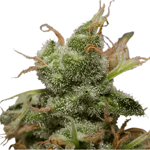 Ice  Fem X3-Royal Queen Seeds