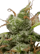 ICE  FEM X3-ROYAL QUEEN SEEDS - Miniatura 2