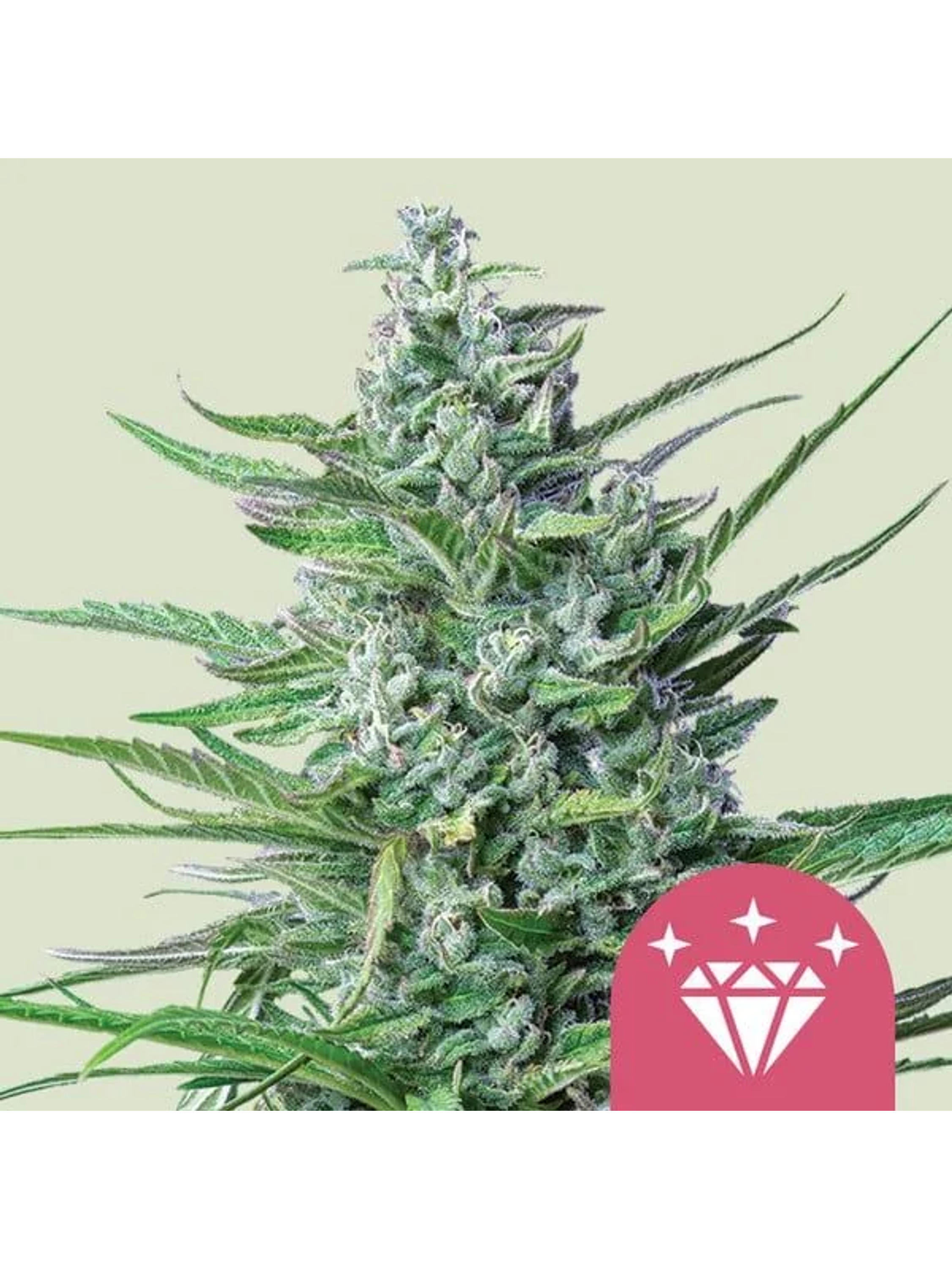 Special Kush N1 Fem X100-Royal Queen Seeds 1