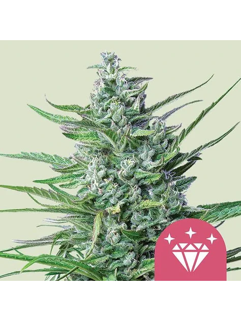 Special Kush N1 Fem X100-Royal Queen Seeds 1