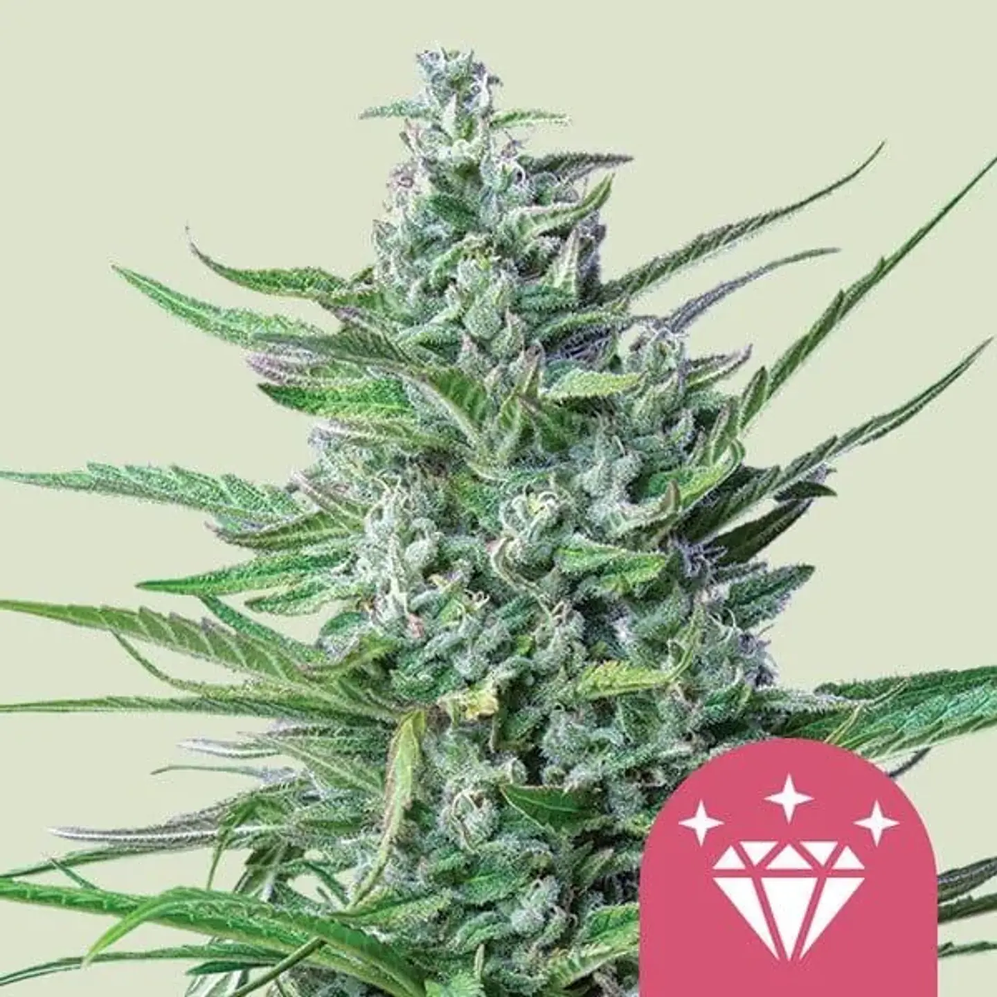 Special Kush N1 Fem X100-Royal Queen Seeds 1
