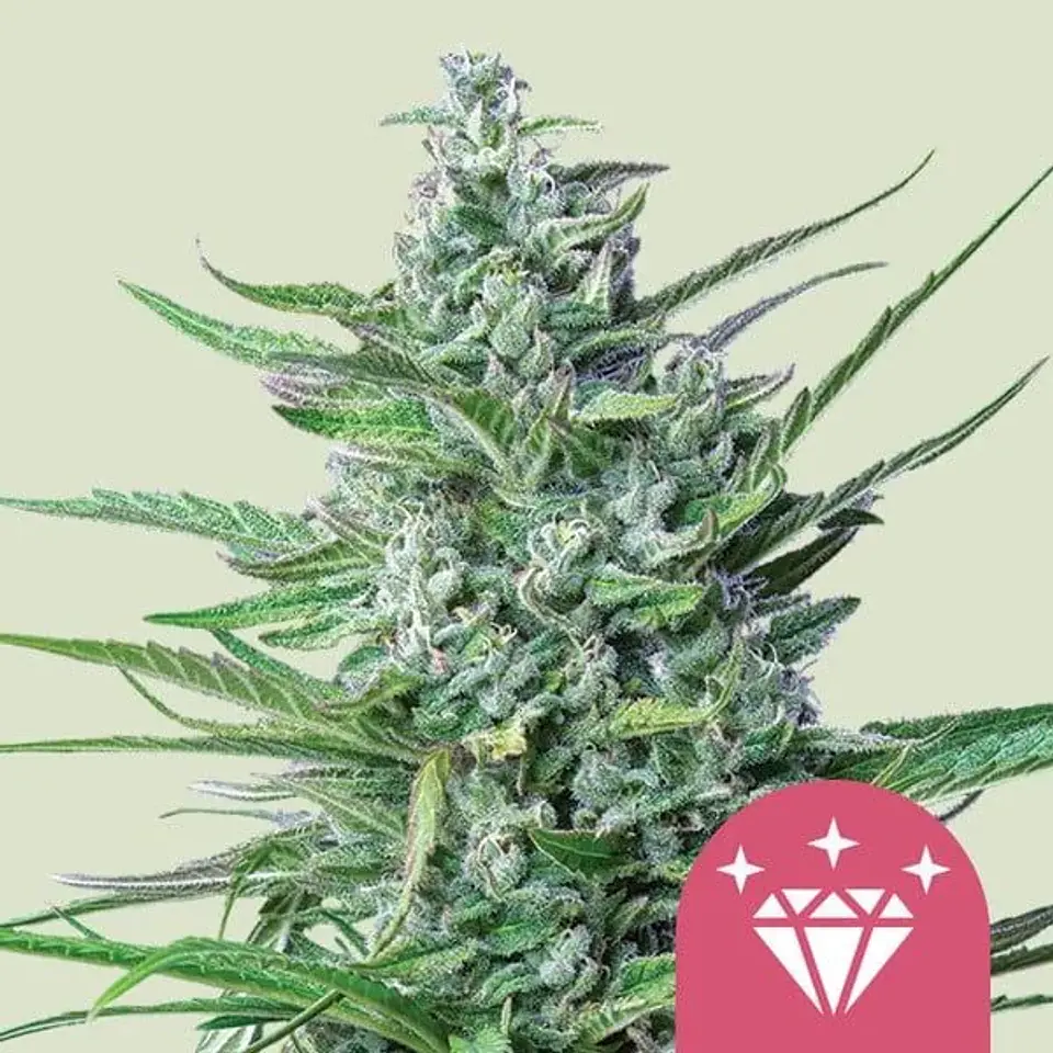 Special Kush N1 Fem X100-Royal Queen Seeds 1