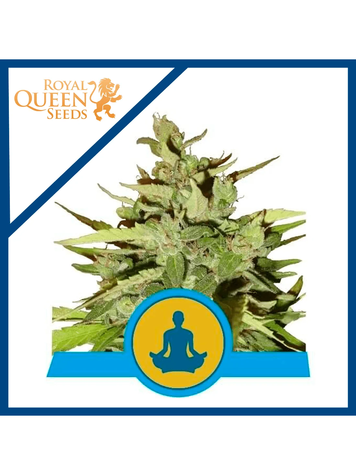 Stress Killer Auto Cbd X3-Royal Queen 1