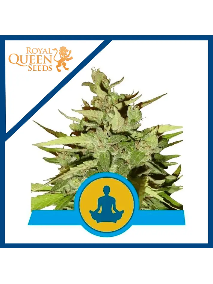Stress Killer Auto Cbd X3-Royal Queen 1