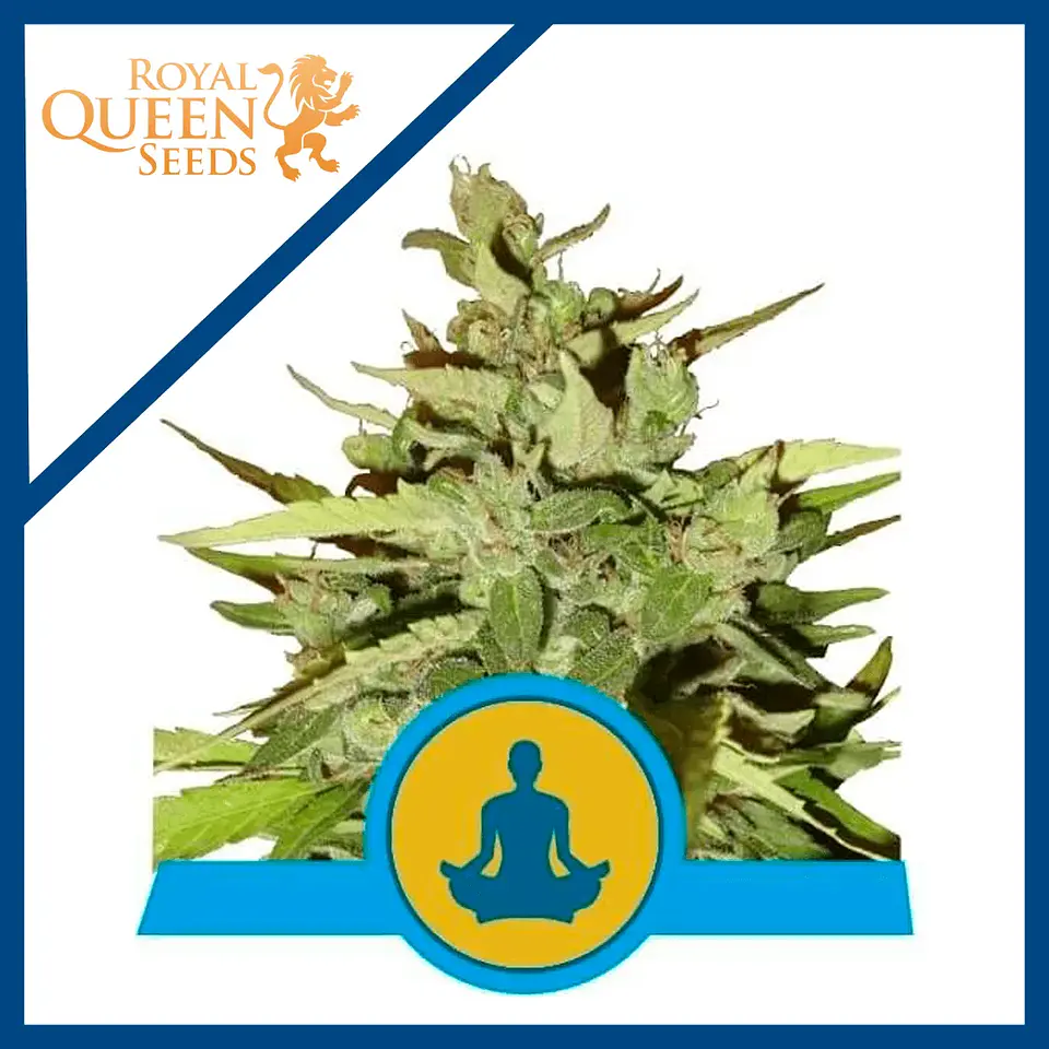 Stress Killer Auto Cbd X3-Royal Queen 1
