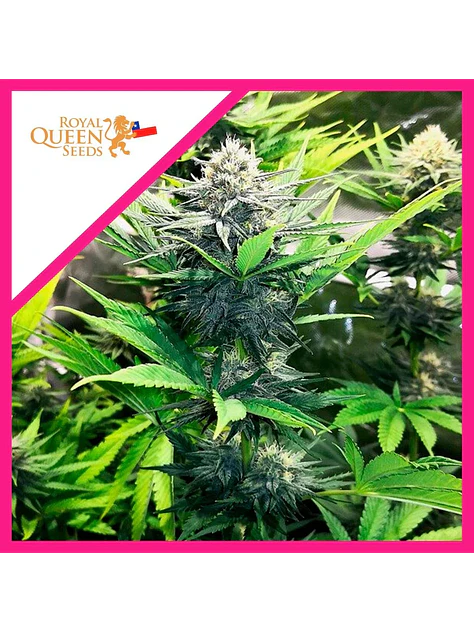 North Thunderfuck Fem -Royal Queen Seeds (X3/X1) 1