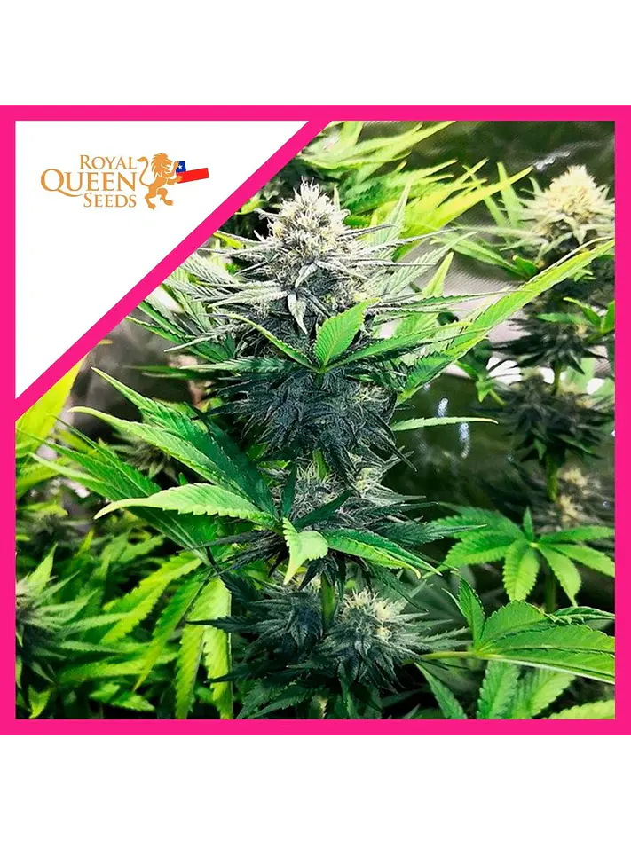 North Thunderfuck Fem -Royal Queen Seeds (X3/X1) 1