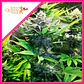 North Thunderfuck Fem -Royal Queen Seeds (X3/X1) - Miniatura 1