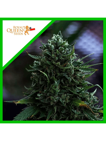 NORTHERN LIGHT AUTO X1-ROYAL QUEEN SEEDS 1
