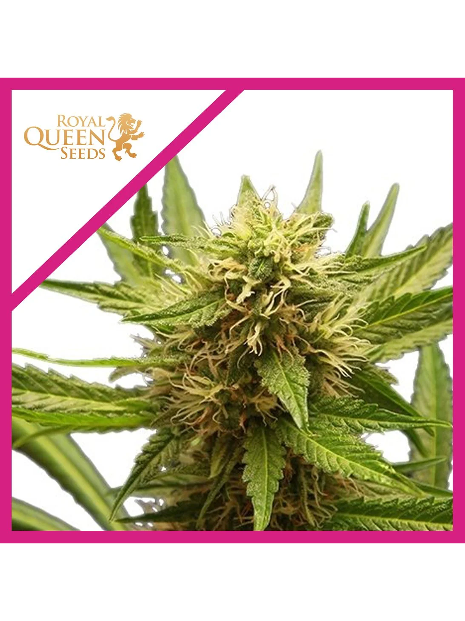 Northern Light  Fem X3-Royal Queen Seeds 1