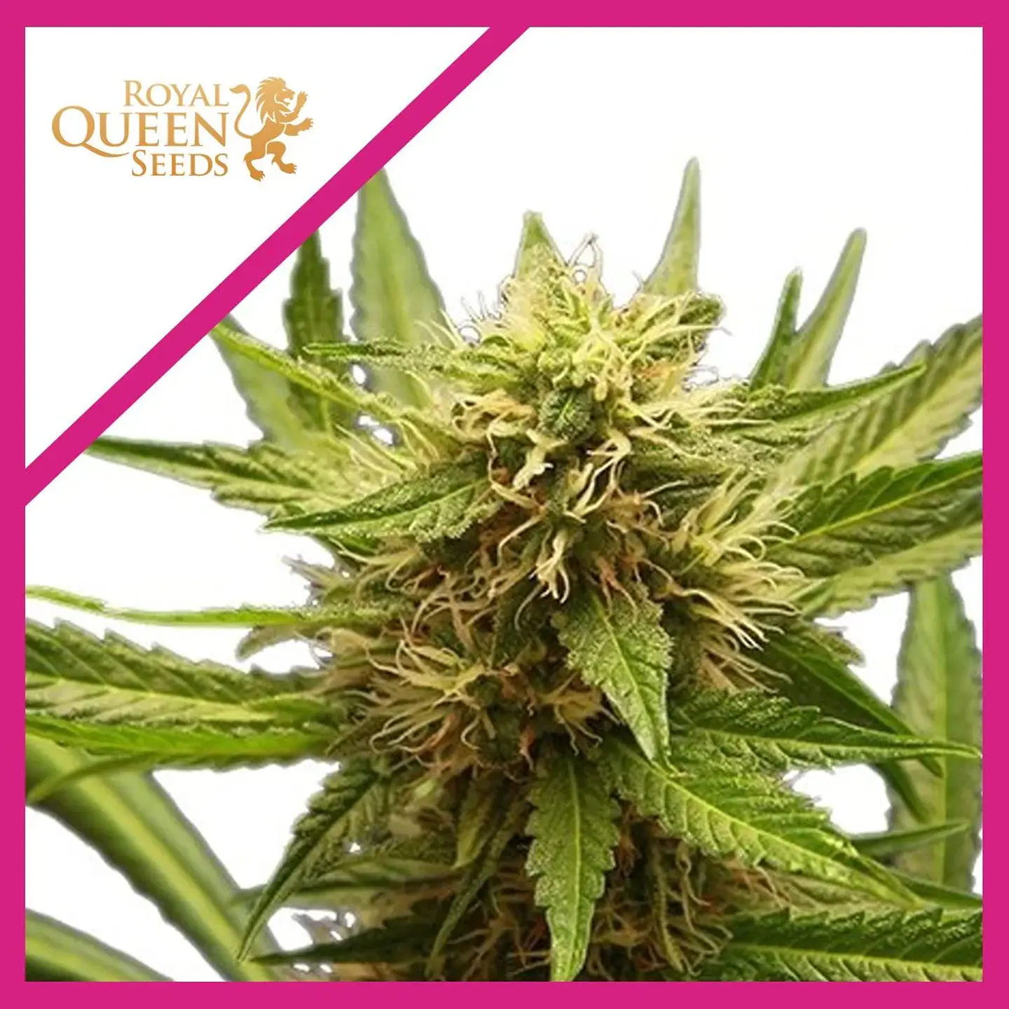 Northern Light  Fem X3-Royal Queen Seeds 1