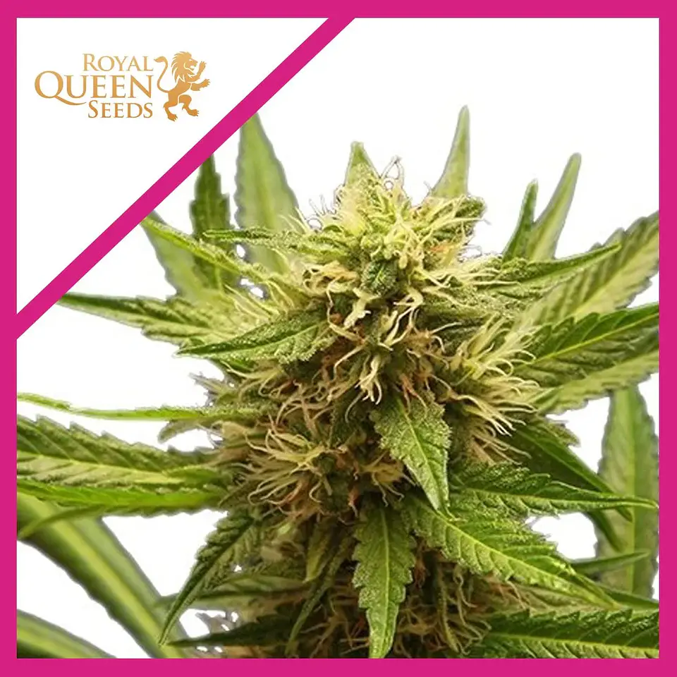 Northern Light  Fem X3-Royal Queen Seeds 1