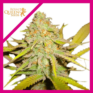 OG KUSH  FEM X1-ROYAL QUEEN SEEDS