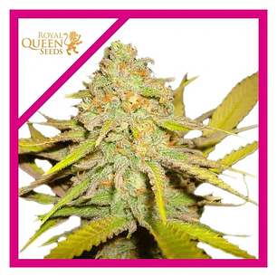 OG KUSH FEM X3-ROYAL QUEEN SEEDS