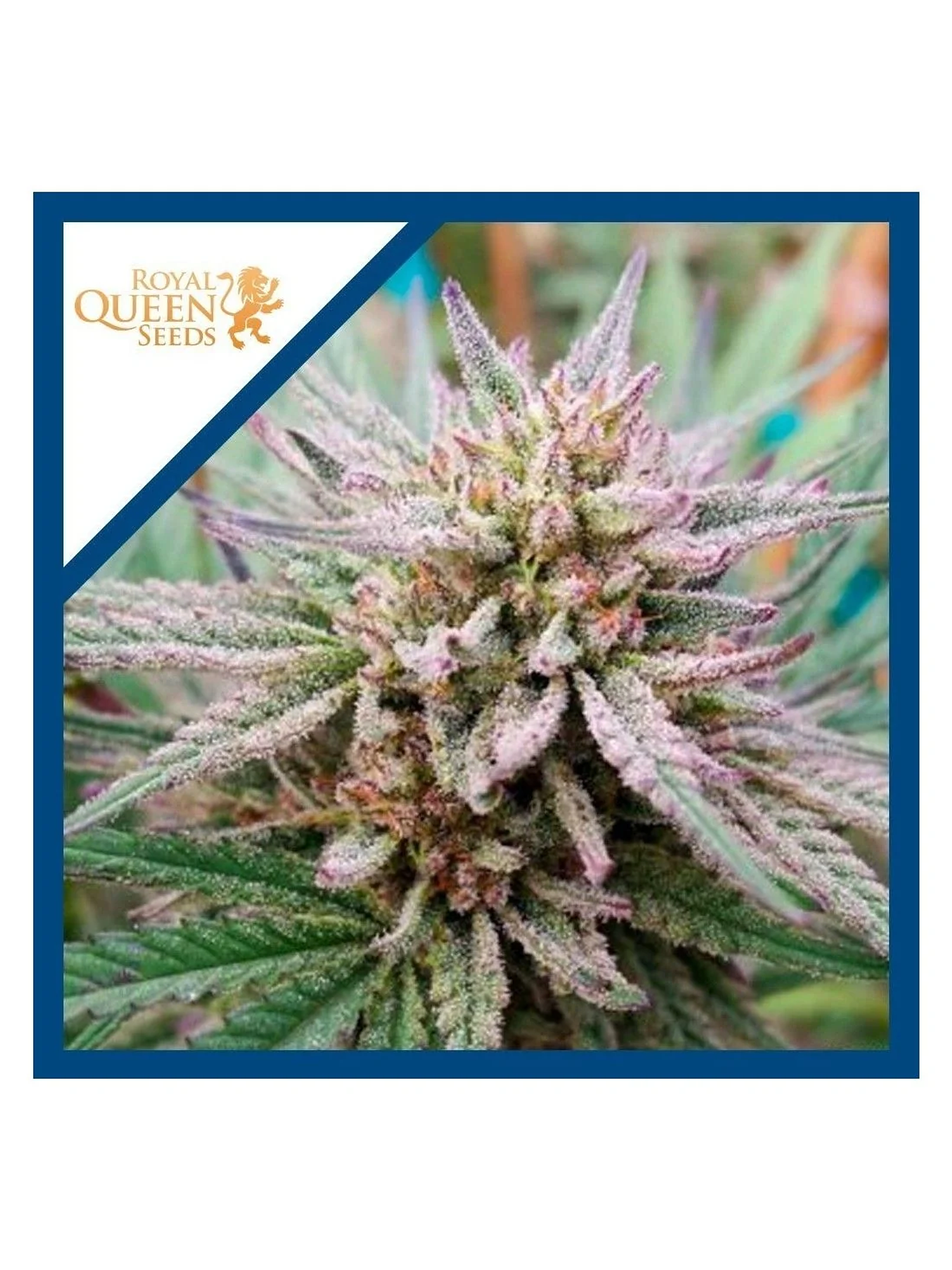 Painkiller Xl Cbd Fem X3-Royal Queen Seeds 1
