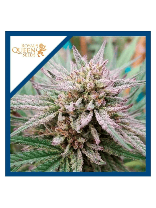 PAINKILLER XL CBD FEM X3-ROYAL QUEEN SEEDS 1