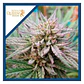 Painkiller Xl Cbd Fem -Royal Queen Seeds (x3/X 3) - Miniatura 1