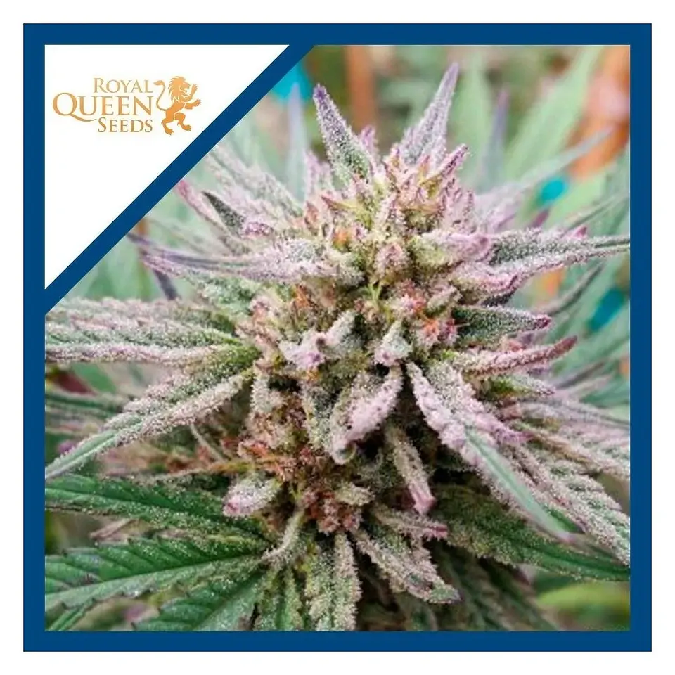 Painkiller Xl Cbd Fem -Royal Queen Seeds (x3/X 3) 1
