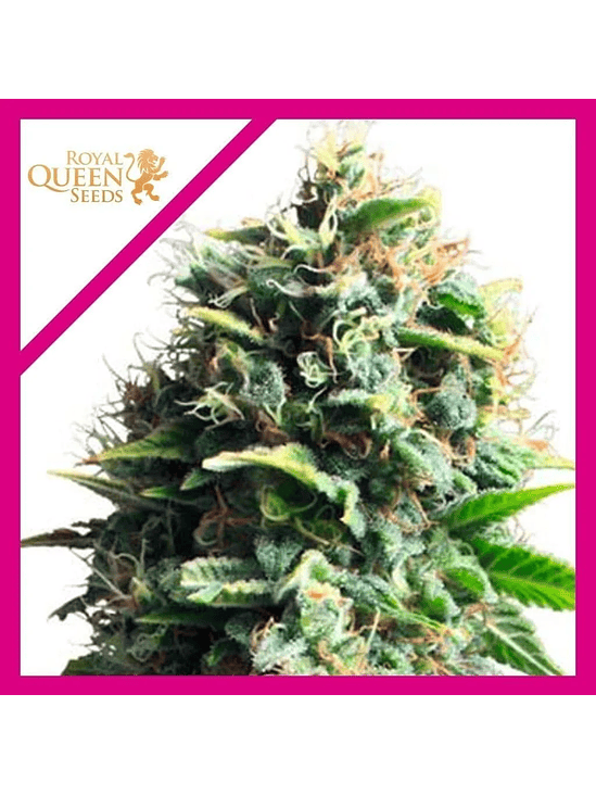 PINEAPPLE KUSH FEM X1-ROYAL QUEEN SEEDS 1