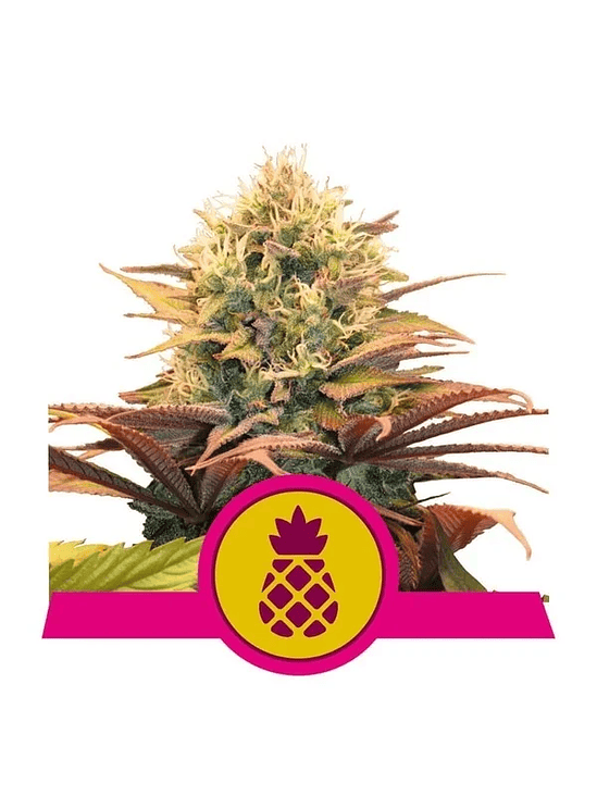 PINEAPPLE KUSH  FEM X3-ROYAL QUEEN SEEDS 1