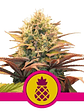 PINEAPPLE KUSH  FEM X3-ROYAL QUEEN SEEDS - Miniatura 1