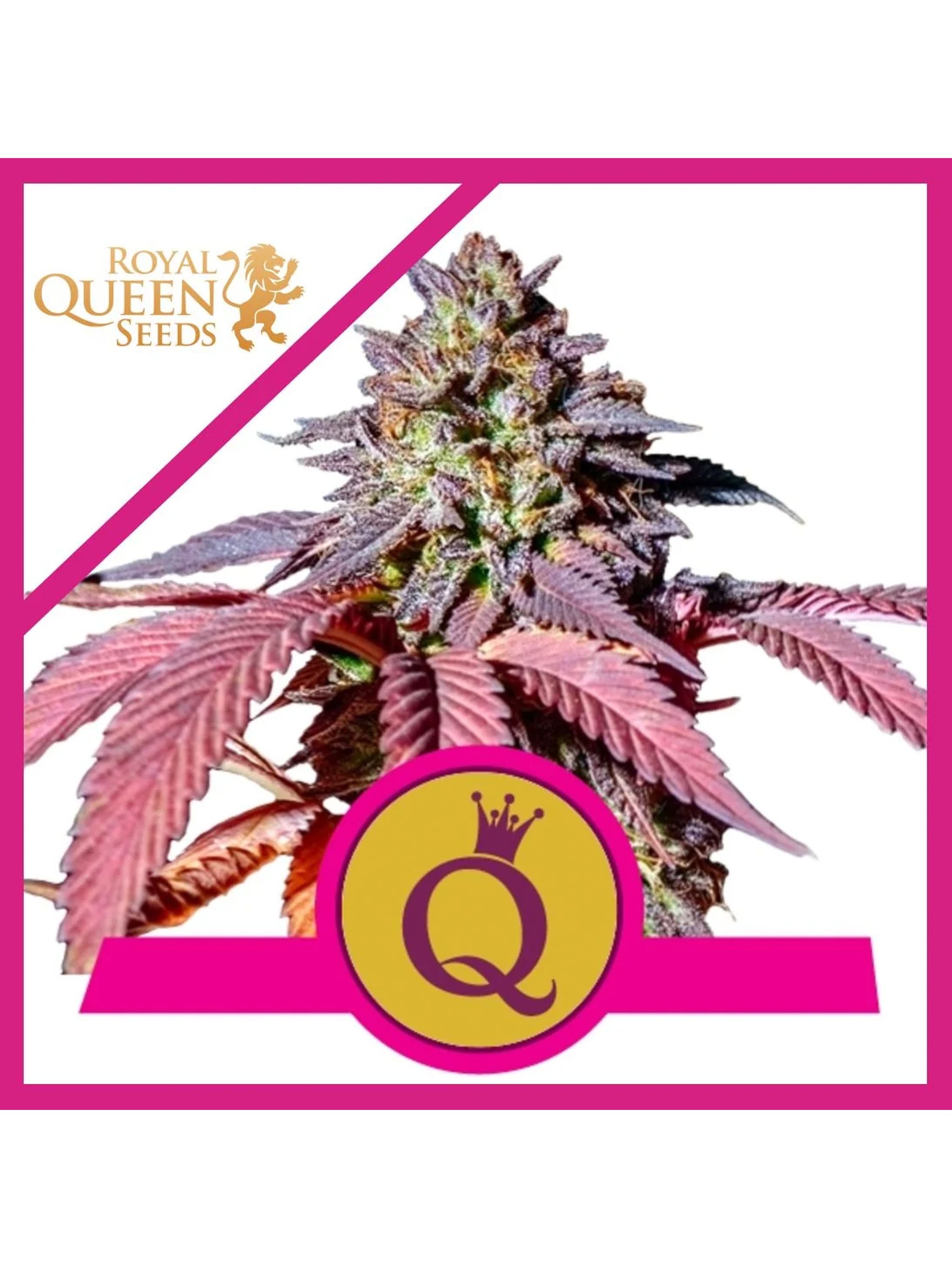 Purple Queen  Fem X3-Royal Queen Seeds 1