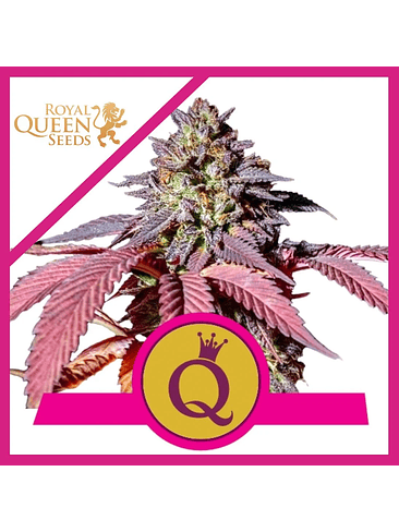 PURPLE QUEEN  FEM X3-ROYAL QUEEN SEEDS 1