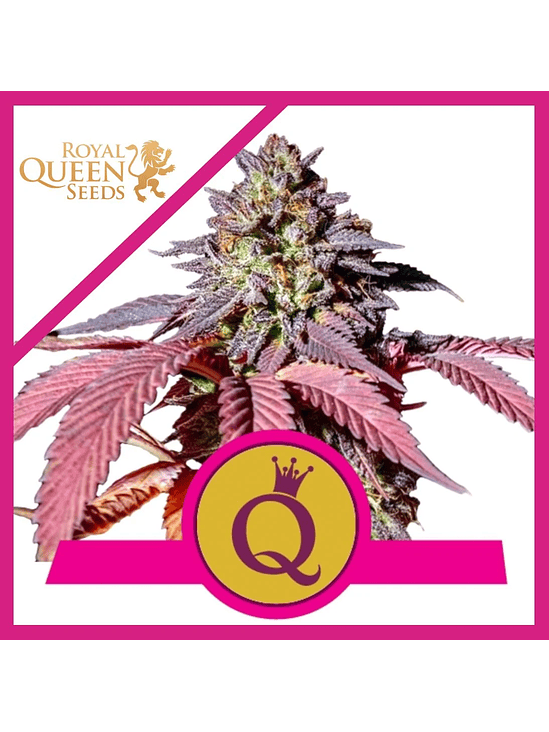 PURPLE QUEEN  FEM X3-ROYAL QUEEN SEEDS 1