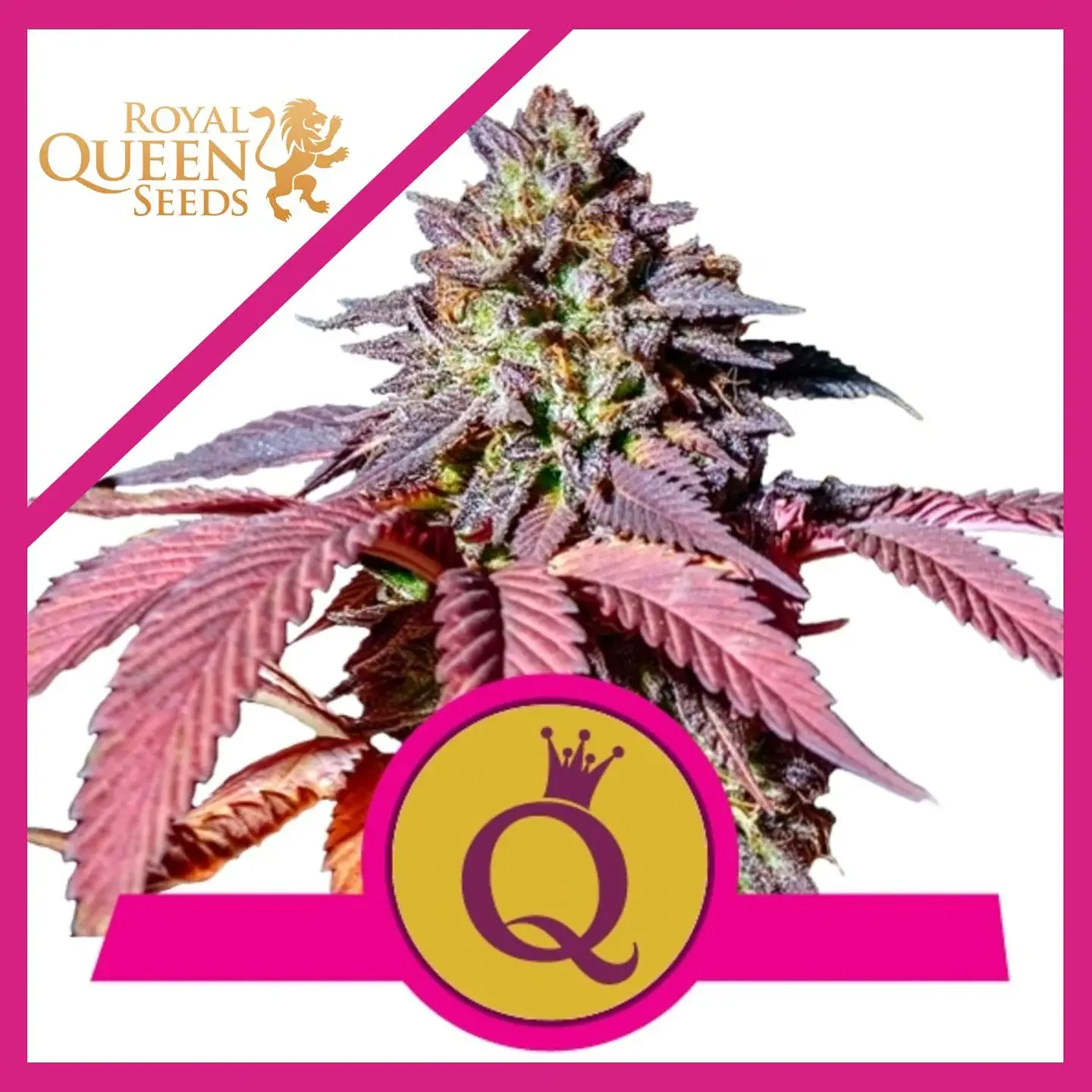 Purple Queen  Fem X3-Royal Queen Seeds 1