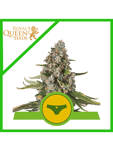 SHERBET QUEEN USA PREMIUM AUTO X1-ROYAL QUEEN SEEDS 1