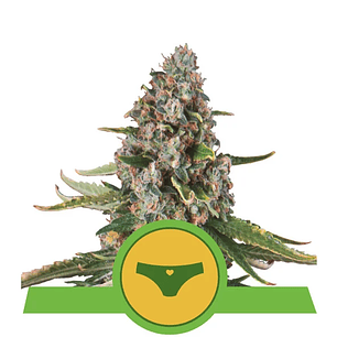 SHERBET QUEEN USA PREMIUM AUTO X1-ROYAL QUEEN SEEDS