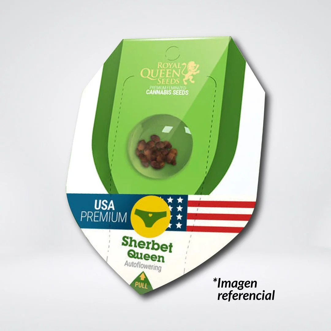 Sherbet Queen Usa Premium Auto -Royal Queen Seeds (X1/X3/X10) 1