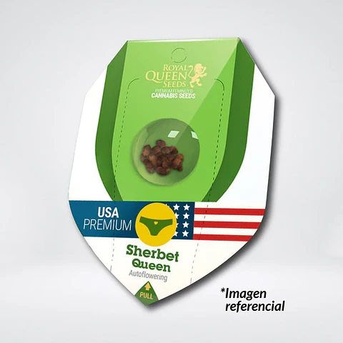 Sherbet Queen Usa Premium Auto -Royal Queen Seeds (X1/X3/X10)